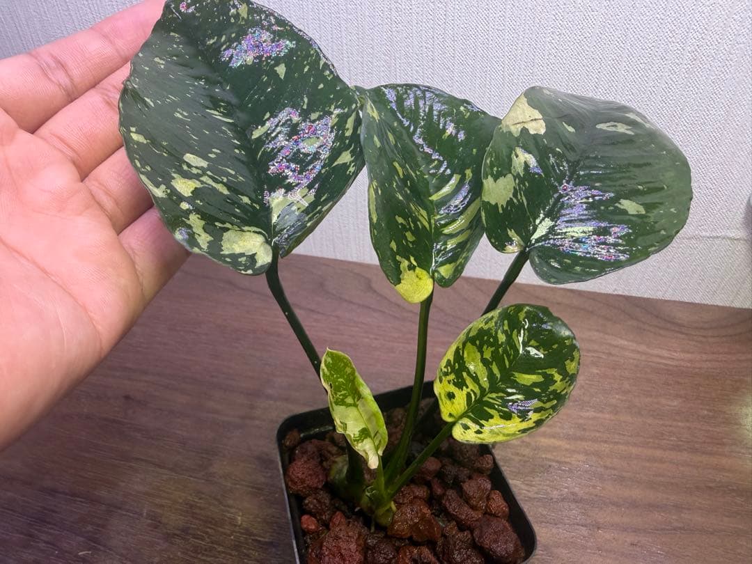 アヌビアス・ナナ 斑入りキング Anubias nana Variegata