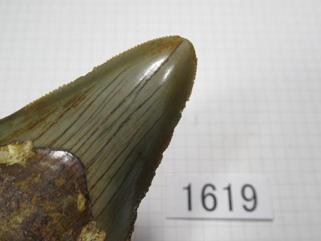 化石 サメの歯　メガロドン　インドネシア　7.2cm　No.1619