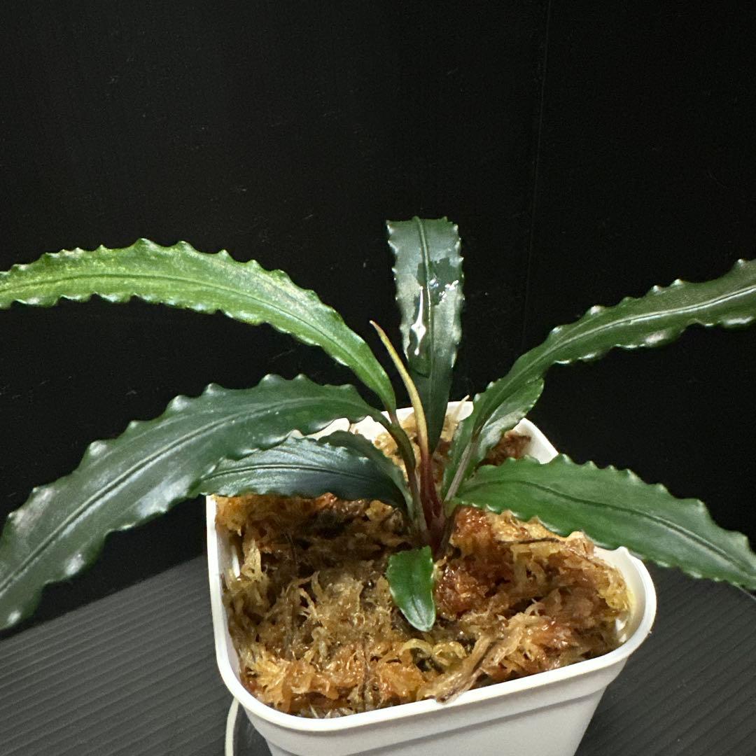 Bucephalandra sp.″Sekadau3″ TB便