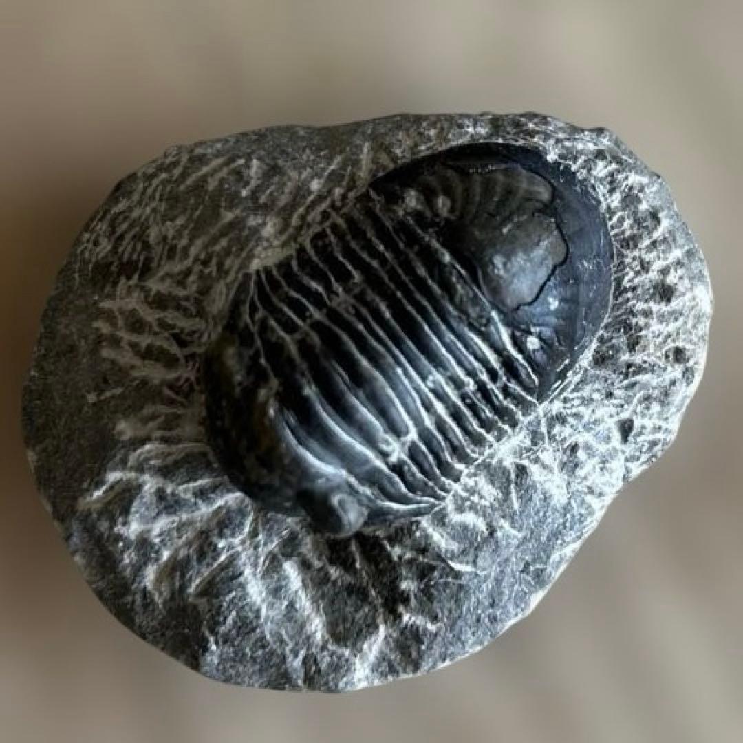 古世代デボン紀化石　三葉虫 4.5cm✖️2.5cm 　5cm 107g