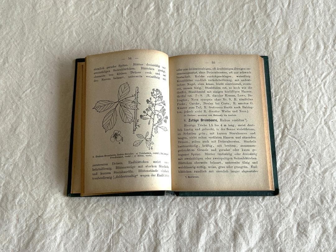 １９０４年　バラ科　石版印刷　ボタニカル　植物解剖図　植物図鑑　アンティーク
