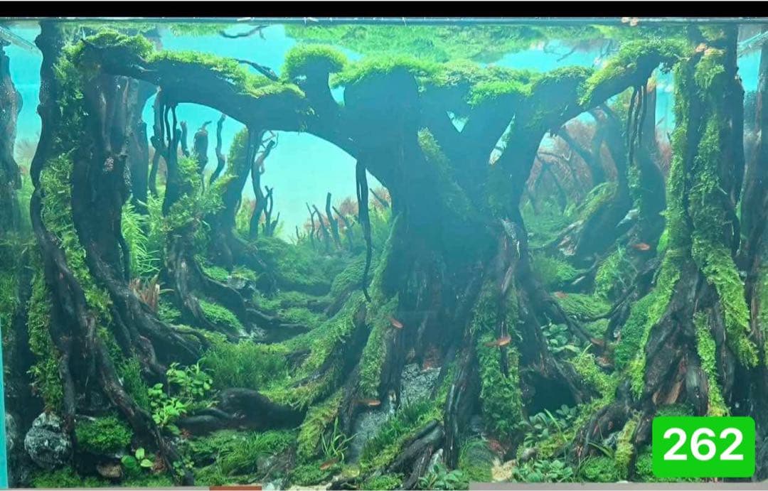 水槽用流木レイアウト　魚の水槽、 水草用の流木。流木アクアリウム　盆栽流木