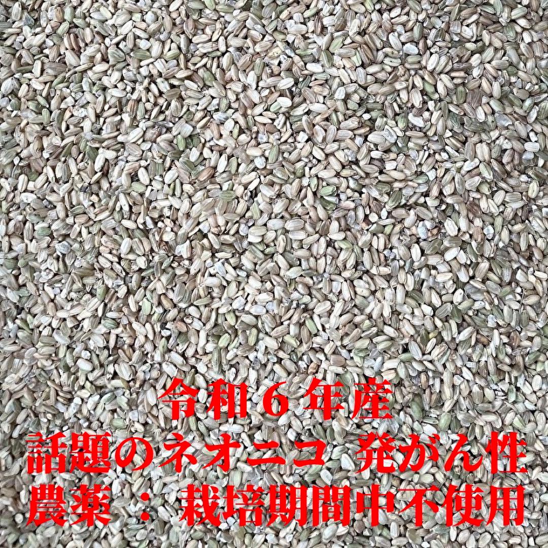 農薬　栽培期間中不使用／鳥のエサ・増量　大人に　なれなかった米　くず米　１０ｋｇ