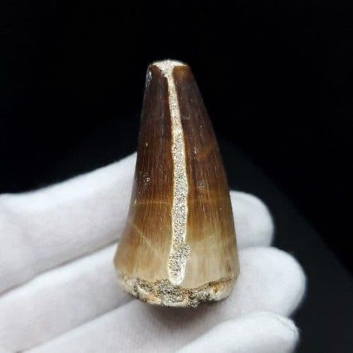 特大 モササウルス 化石 歯 本物 モロッコ産 46.91mm mo583