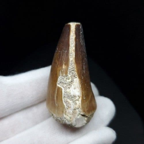 特大 モササウルス 化石 歯 本物 モロッコ産 46.91mm mo583