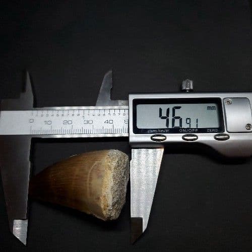 特大 モササウルス 化石 歯 本物 モロッコ産 46.91mm mo583