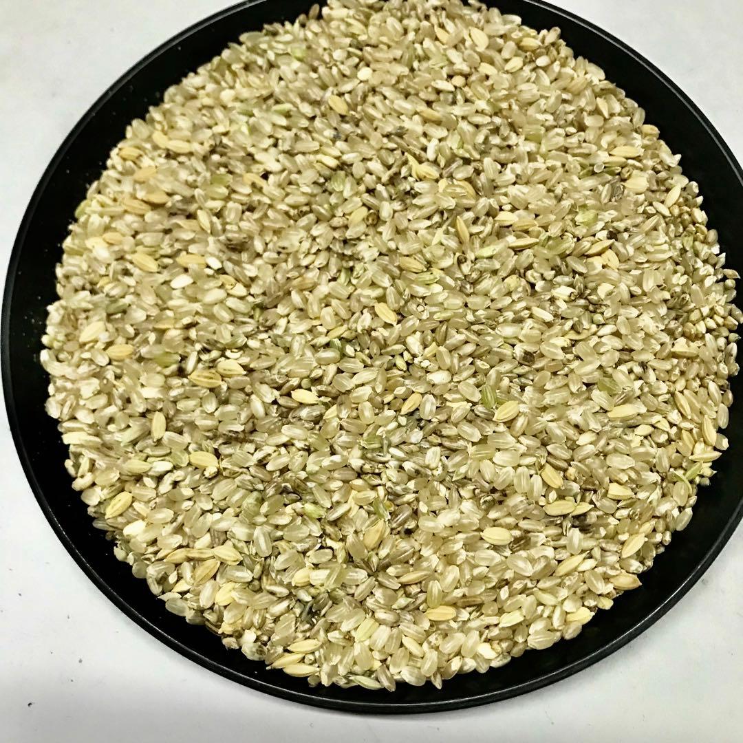 値下げ 令和7年産 くず米 20キロ 農薬化学肥料不使用のコシヒカリ 安全安心
