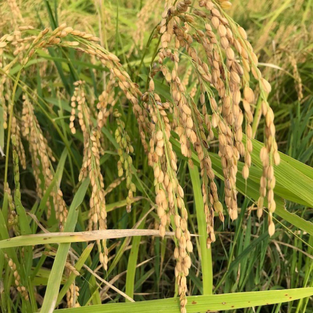 値下げ 令和7年産 くず米 20キロ 農薬化学肥料不使用のコシヒカリ 安全安心