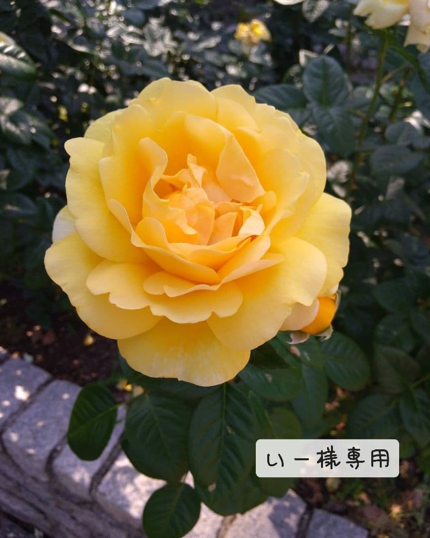 ❇いー❇