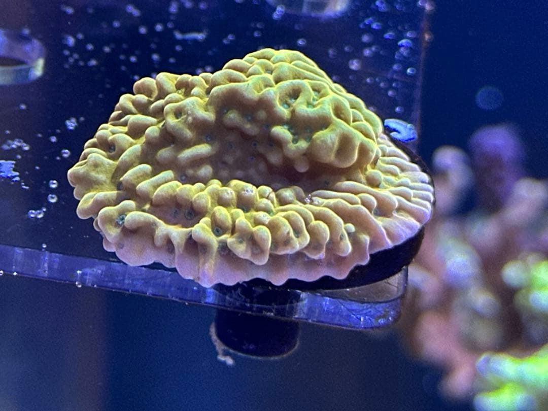 KungPaoMontipora クンパオコモン