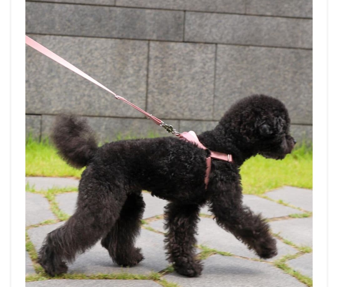 犬 ハーネス 胴輪 散歩 HOZI 韓国 軽量 かわいい オシャレ ピンク S