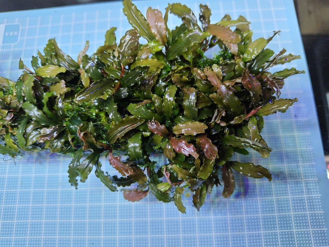 ブセファランドラ　西カリマンタン　流木付