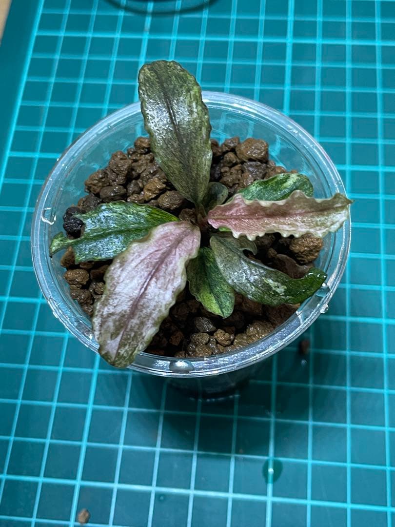ブセファランドラsp.pink variegated