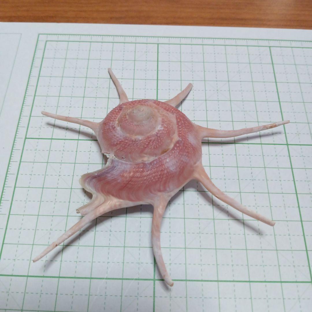 ハリナガリンボウ　蓋なし⑦