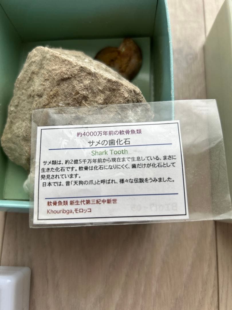 化石　魚　サメの歯　モササウルス　ティラノサウルス　スピノサウルス