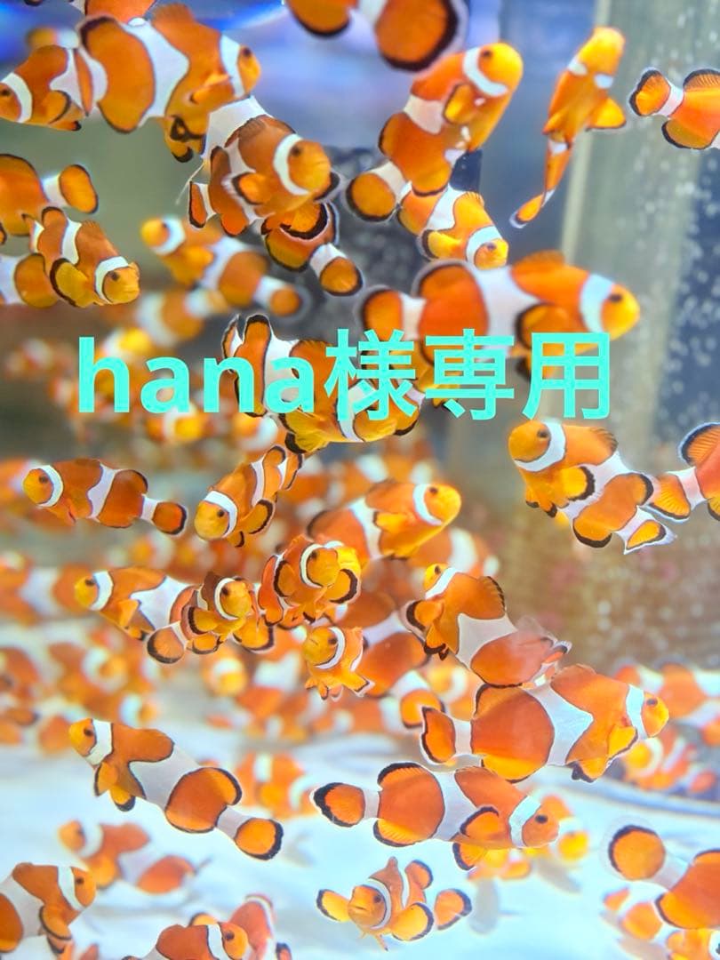 美容液 hana