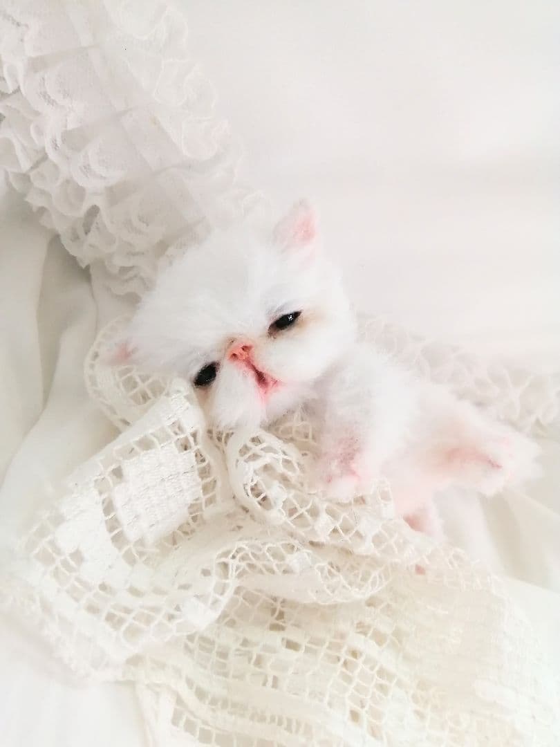 お寝坊さん♡おねむ子猫ちゃん(´ω｀ )zzZアートドール♡ぬいぐるみ♡ベビー