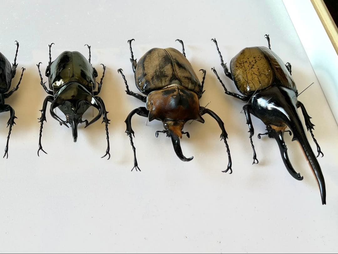 カブトムシ 6匹 標本 セット