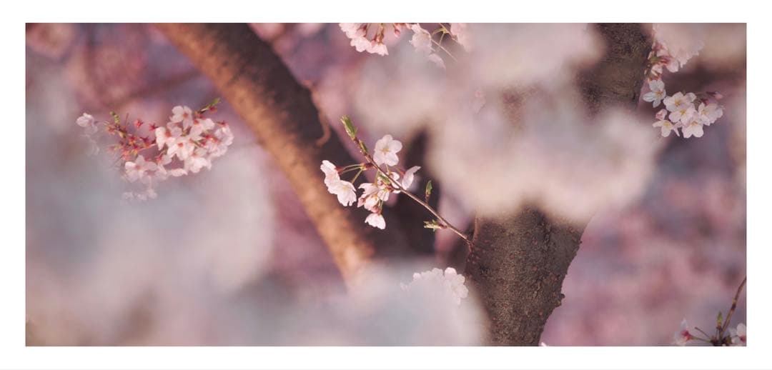メ*!様 Canon EF 200mm f/2.8 L USM キヤノン　レンズ