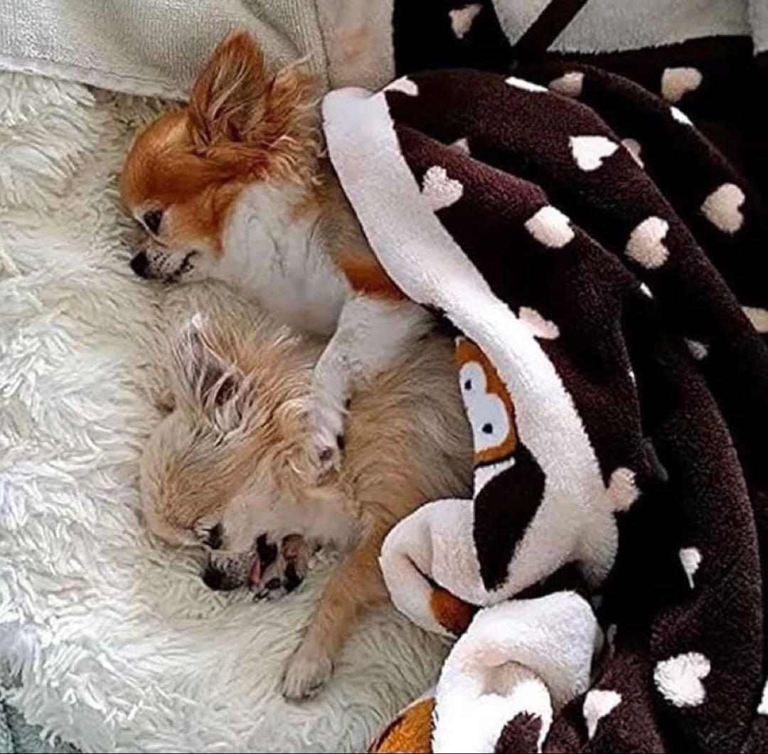 Smart Pet Love 子犬のぬいぐるみおもちゃ鼓動ペットの不安を解消