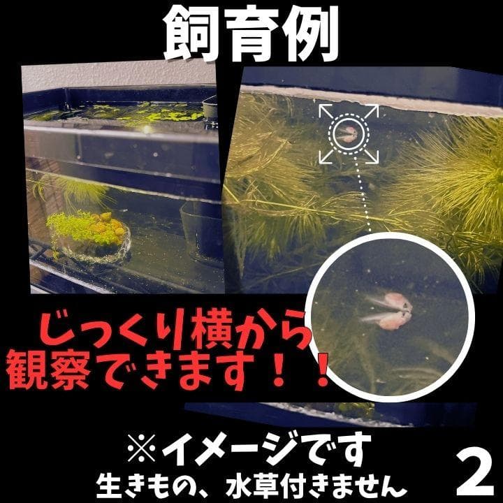 NVボックス13 窓付き 縦置き ブラック 飼育容器 3個セット
