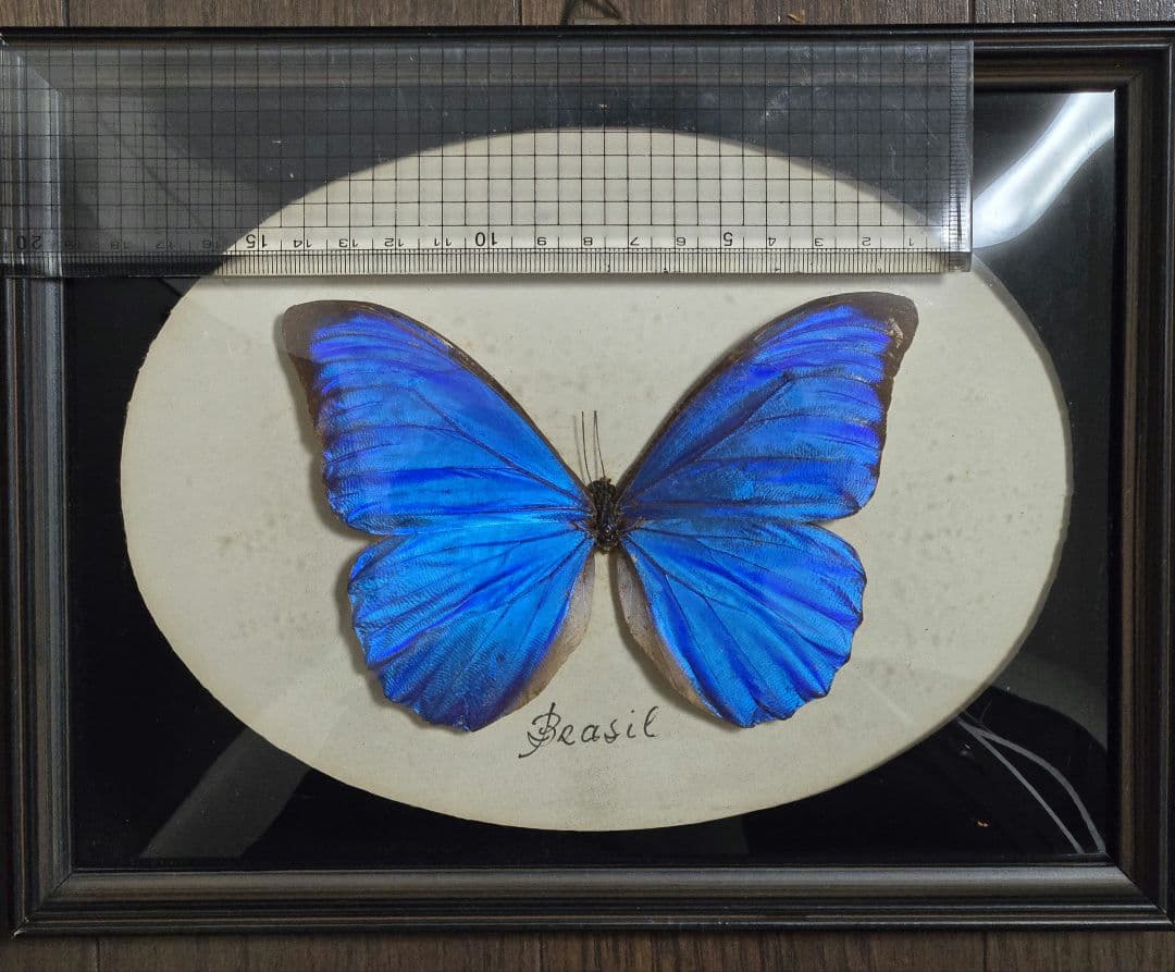 アナキシビアモルフォ Morpho menelaus 蝶 標本 青色