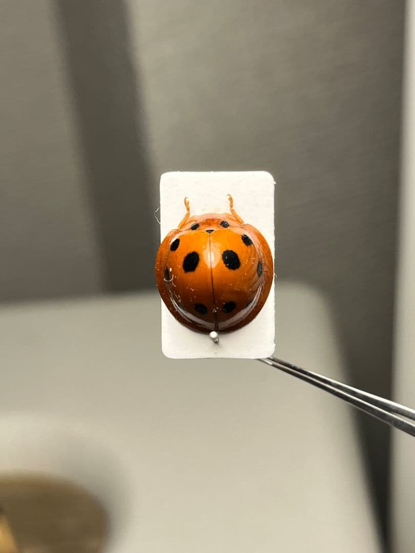 パラセクトのようなハラグロオオテントウ 標本 テントウムシ キノコムシ ポケモン