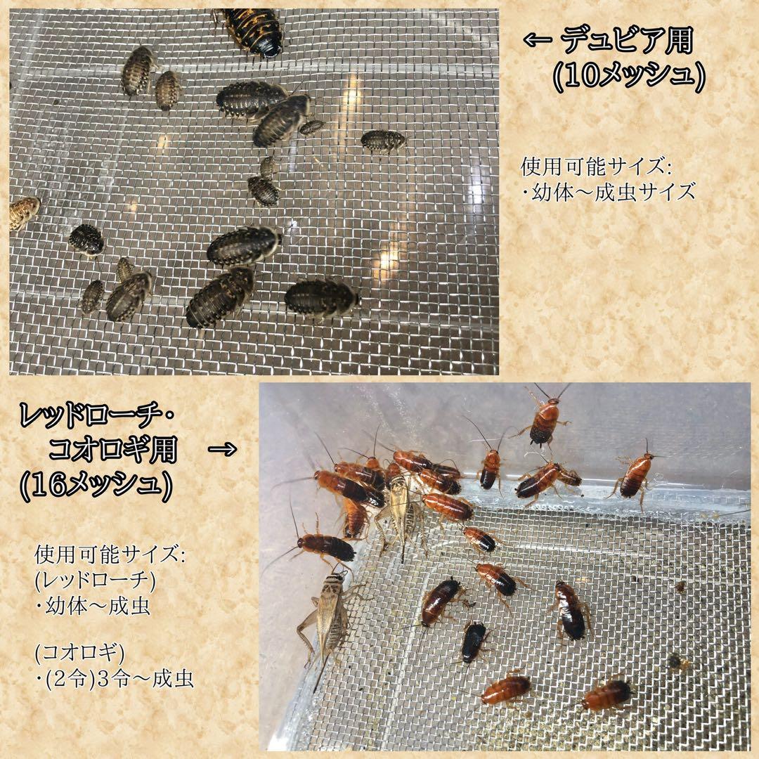 ペリー様　S (エ、シェ)