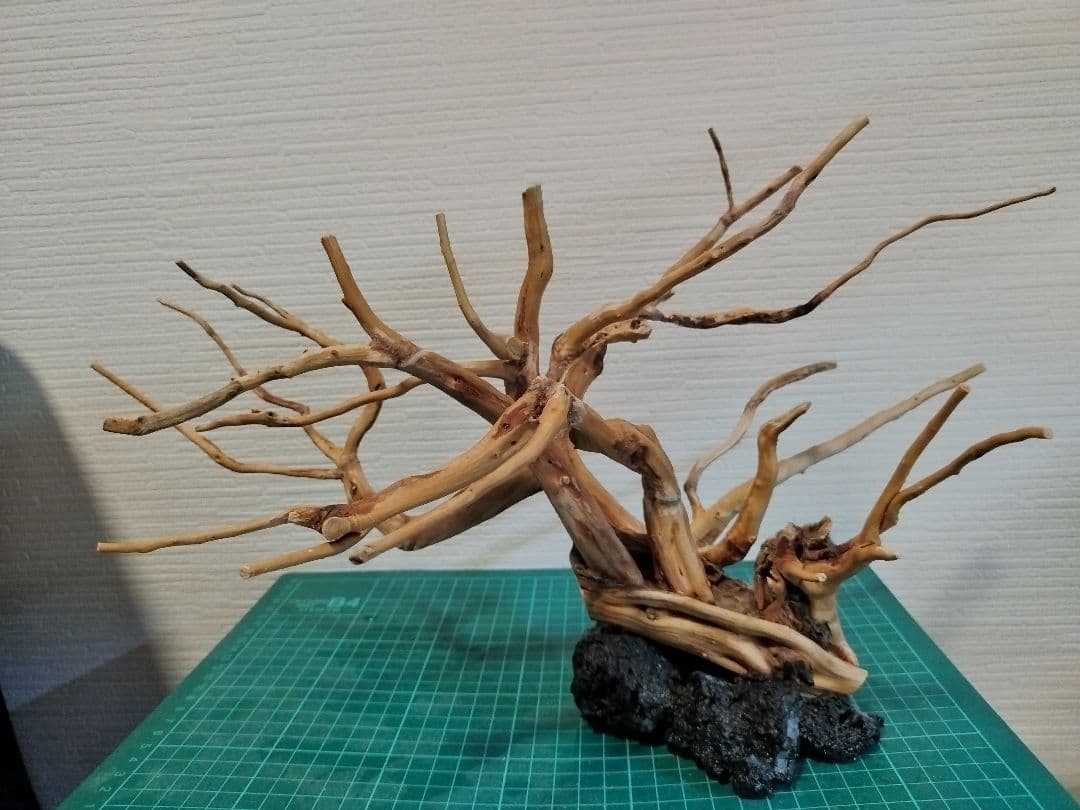 アクアリウム　流木レイアウト 盆栽
