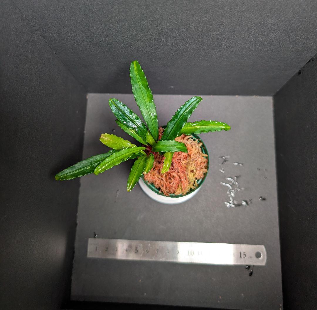 水草 Bucephalandra sp.\"Sekadau 3\"