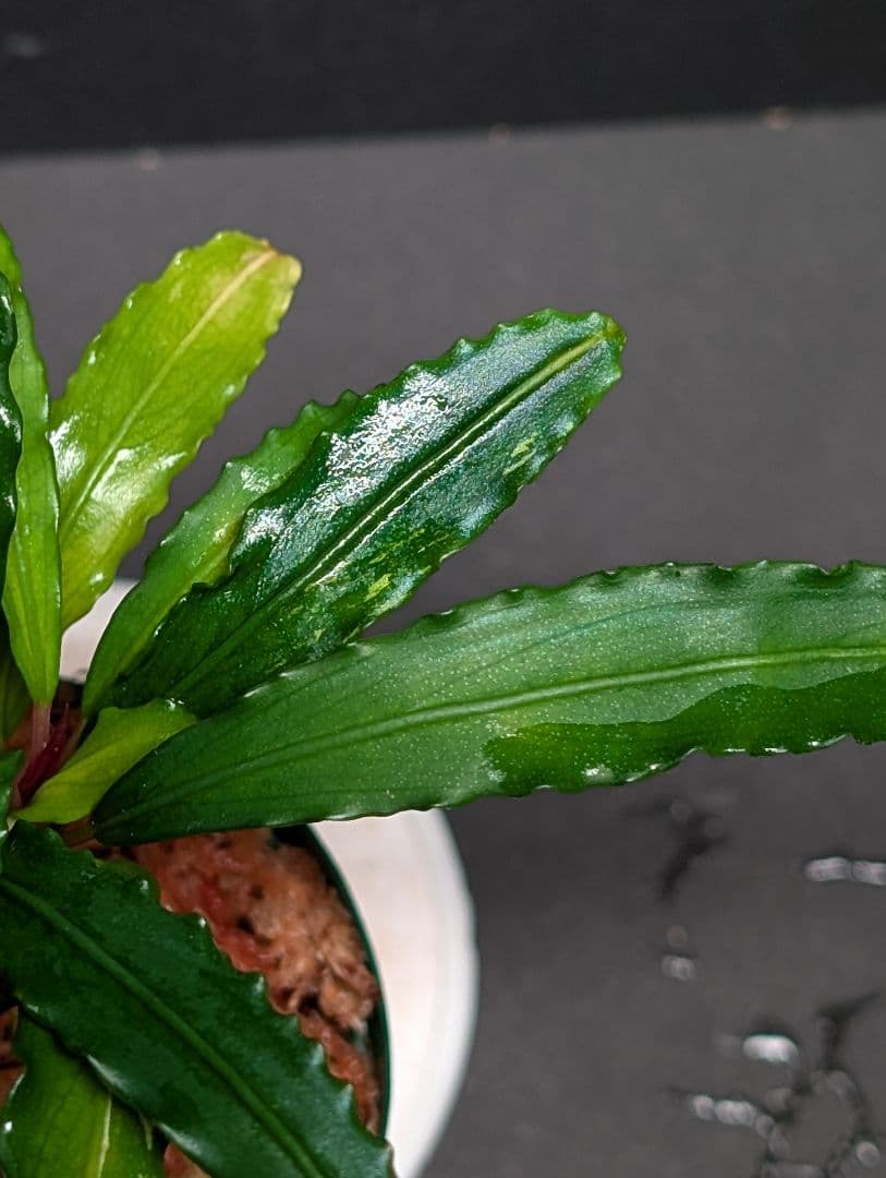 水草 Bucephalandra sp.\"Sekadau 3\"
