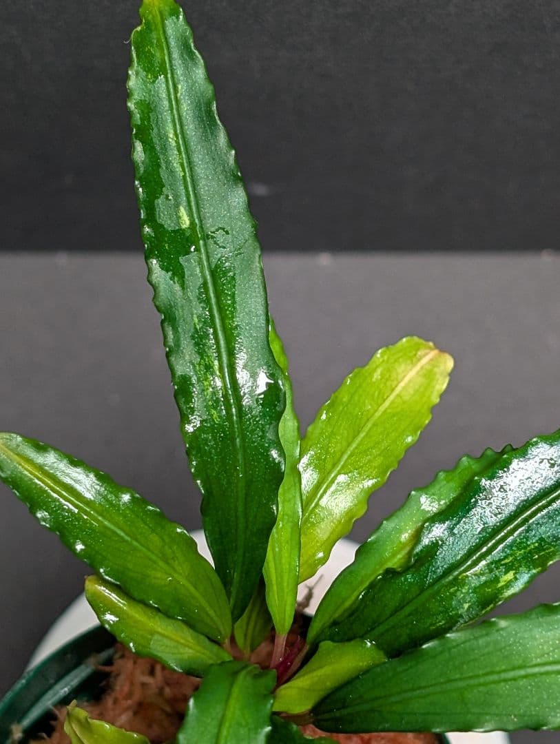 水草 Bucephalandra sp.\"Sekadau 3\"