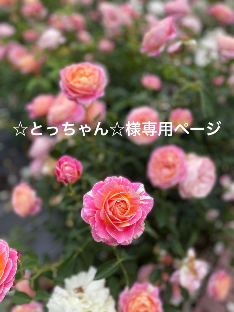 入園入学準備5点セットレッスンバック上履き入れハンドメイド女の子