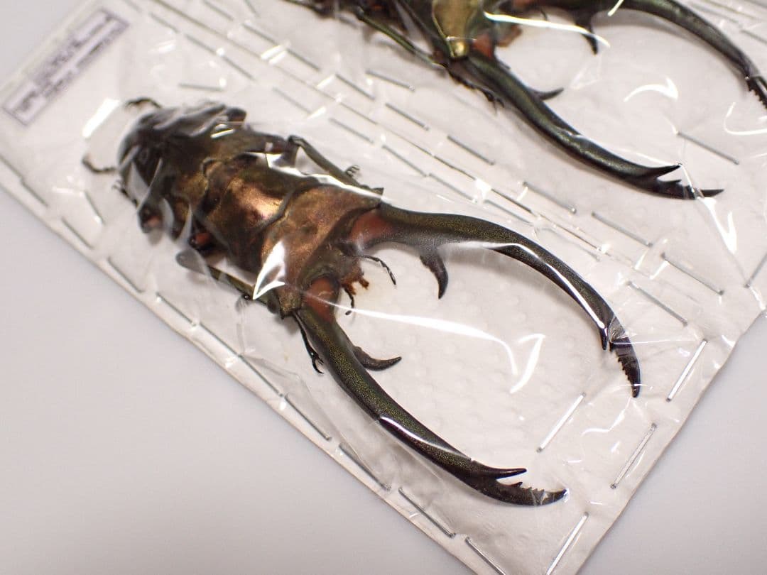 昆虫標本 エラフスホソアカクワガタ 91㎜ 1頭 期間限定