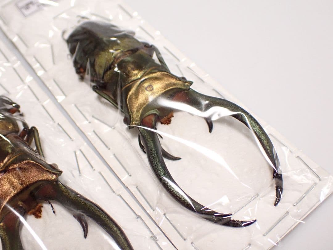 昆虫標本 エラフスホソアカクワガタ 91㎜ 1頭 期間限定