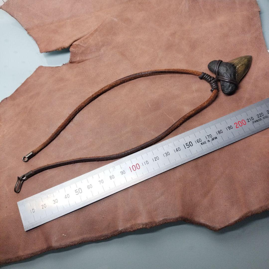 ③Isurs hastalis 化石　鮫の歯　メガロドン　三葉虫　希少