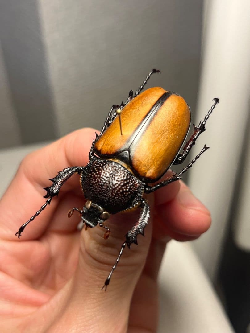 【43mm♀】ダビディヒメテナガコガネ 標本テナガカミキリ昆虫標本 甲虫