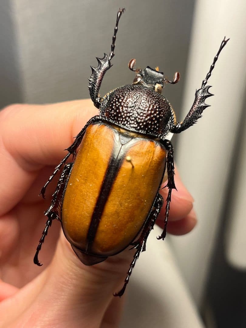 【43mm♀】ダビディヒメテナガコガネ 標本テナガカミキリ昆虫標本 甲虫