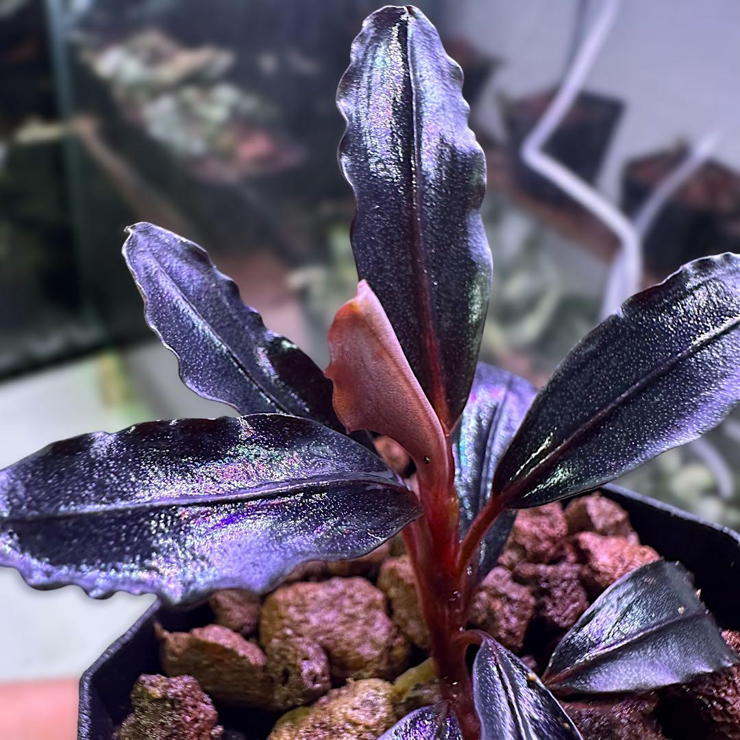 や*か様 ブセファランドラ Bucephalandra Neo 2015 水上葉