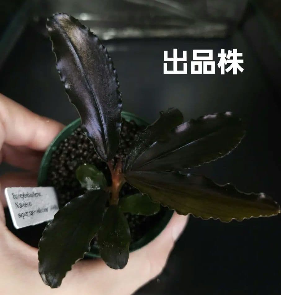 水草 Bucephalandra sp. Napoleon