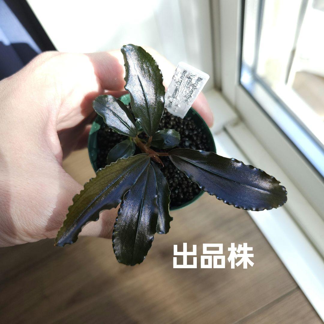 水草 Bucephalandra sp. Napoleon