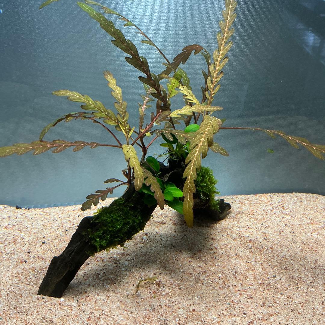 【第四種郵便】ジャイアント南米モス活着2種水草付き流木　19cmと18cm
