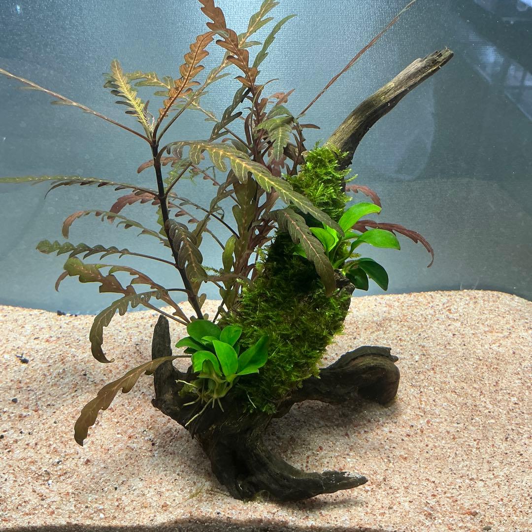 【第四種郵便】ジャイアント南米モス活着2種水草付き流木　19cmと18cm